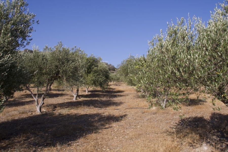 (For Sale) Land Agricultural Land  || Irakleio/Tympaki - 7.000 Sq.m, 42.000€ 