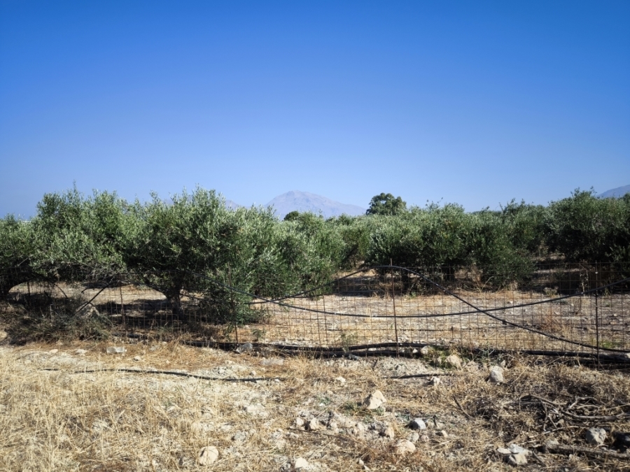(Προς Πώληση) Αξιοποιήσιμη Γη Αγροτεμάχιο || Ν. Ηρακλείου/Τυμπάκι - 3.500 τ.μ, 80.000€ 